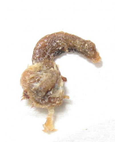 Réf. 276 495 : Oryctes sp.